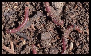Image of earthworms on a compost heap