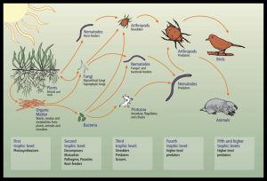 Soil Food Web Diagram