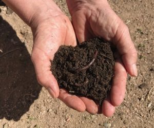 Living Soil Compost made by Compost Santo