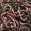earthworms composting