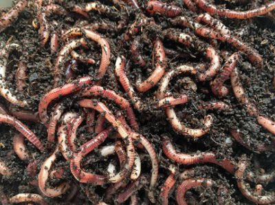 earthworms composting